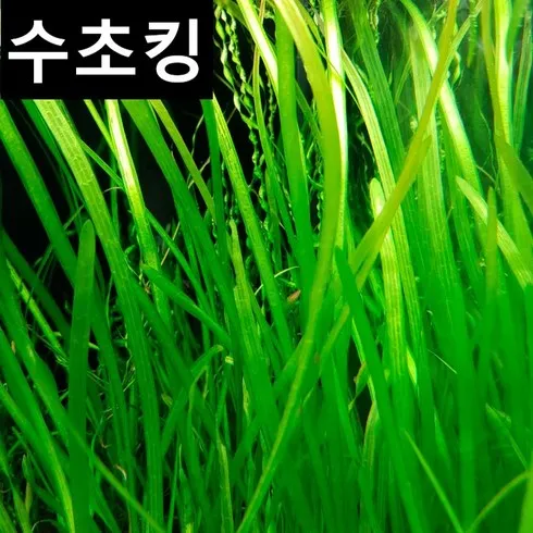 발리스네리아 서두르세요!