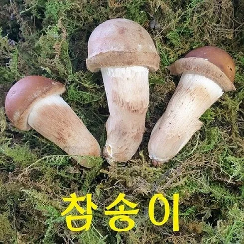 참송이버섯 지금 구매하고 혜택 누리세요!